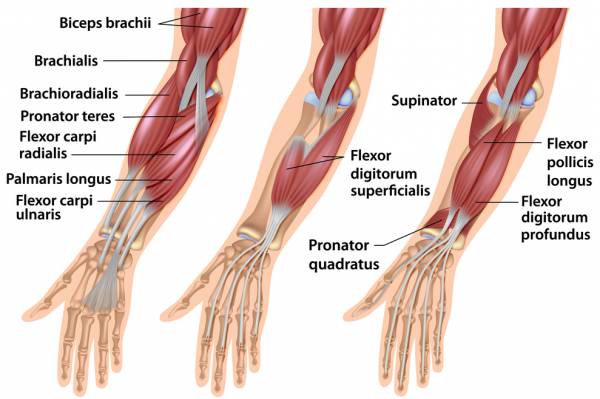 forearm flexors-2